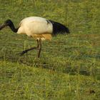 Ibis sacro d'Egitto