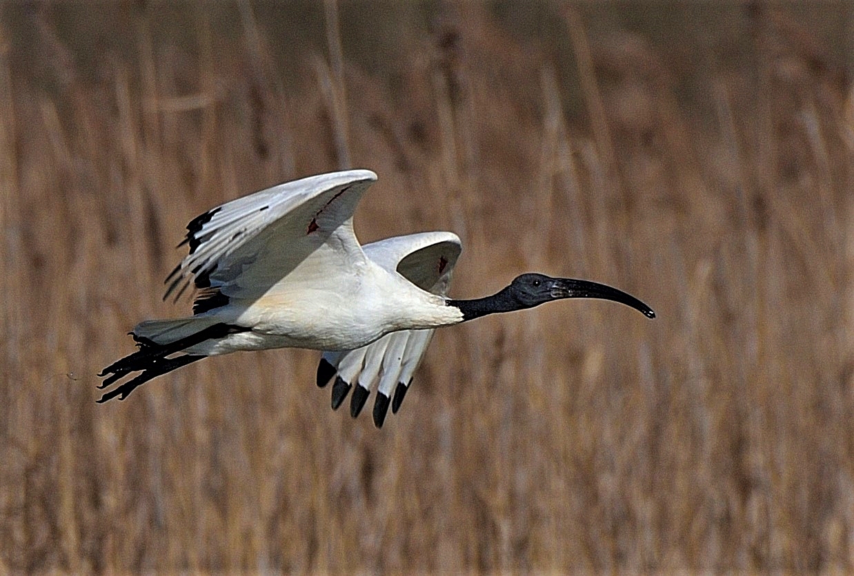 Ibis Sacro del Nilo