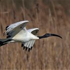 Ibis Sacro del Nilo