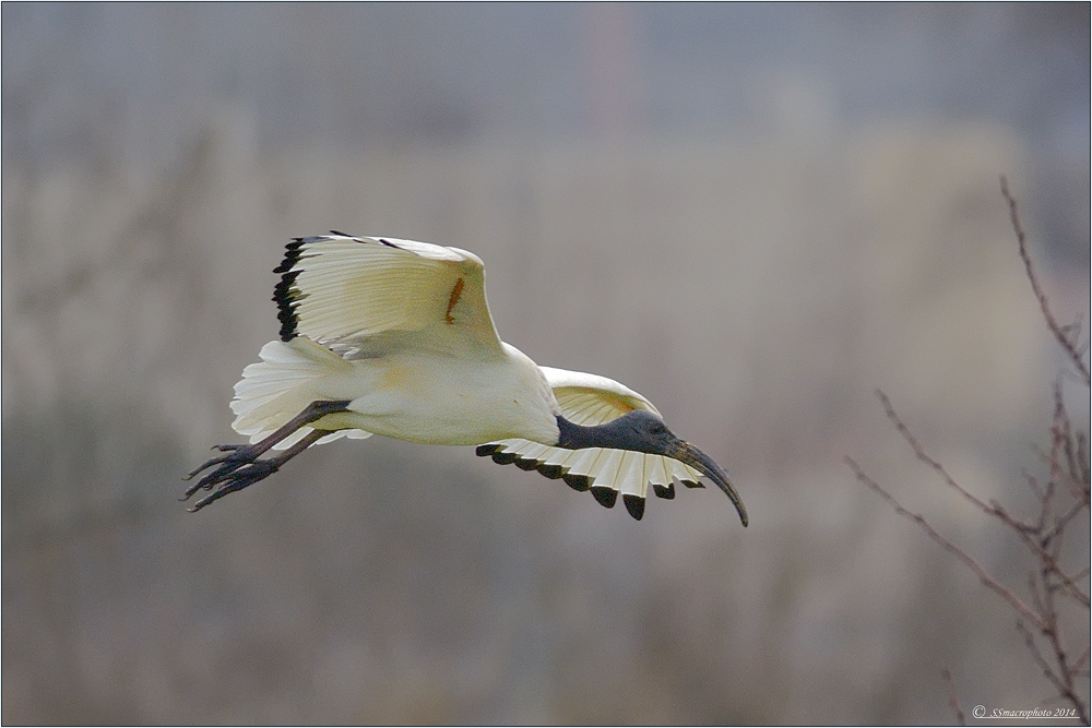 Ibis sacro