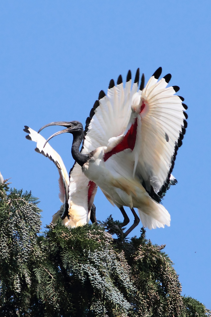 Ibis sacro irritata