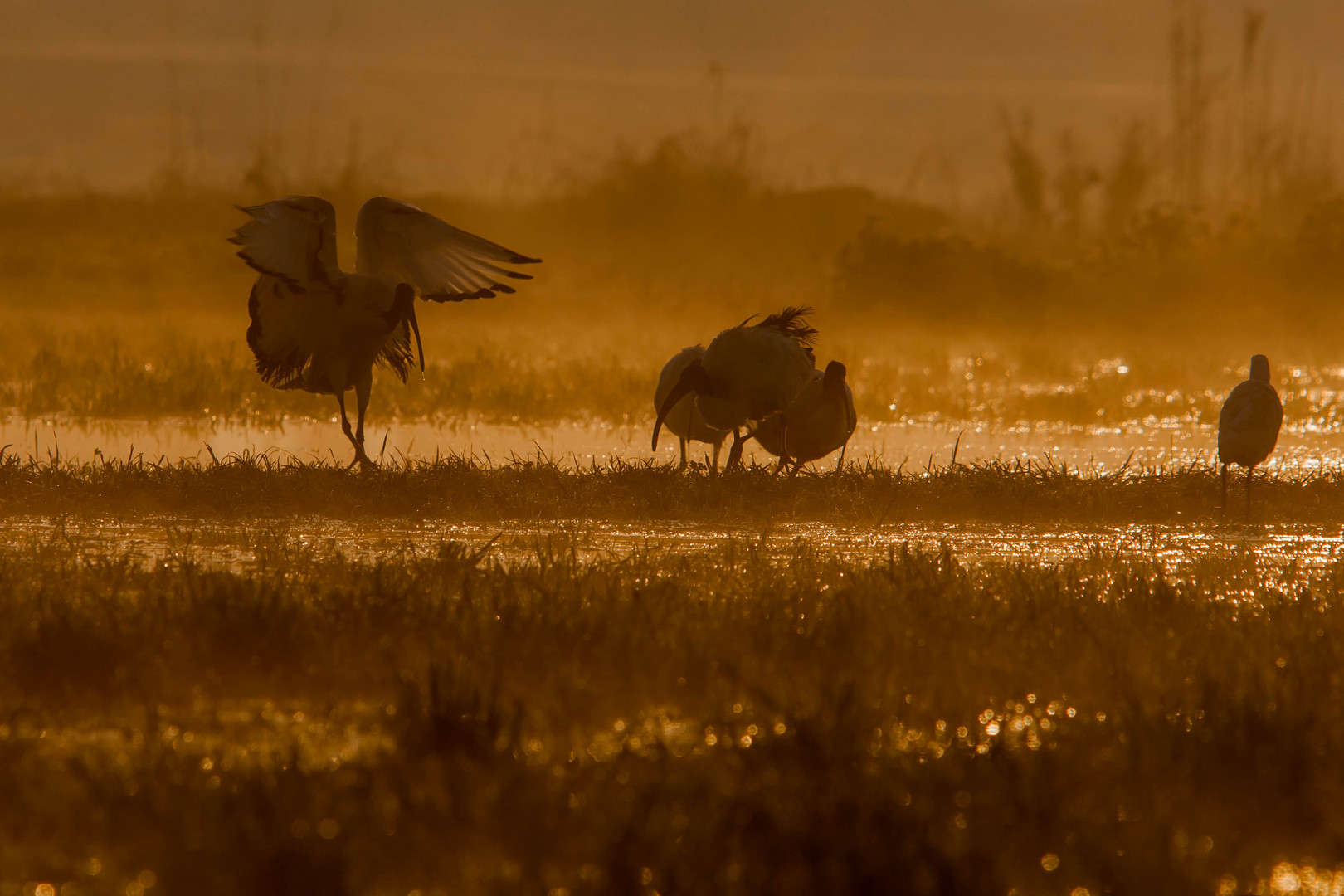 Ibis tra la nebbia