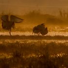 Ibis tra la nebbia