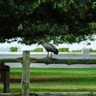 Ibis-Vogel (Hadada) meditating