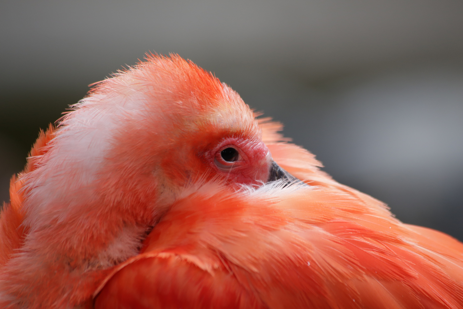 IBIS-Vogel im Zoo Duisburg