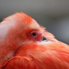 IBIS-Vogel im Zoo Duisburg