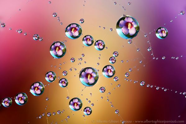 Ibiscus intrappolato