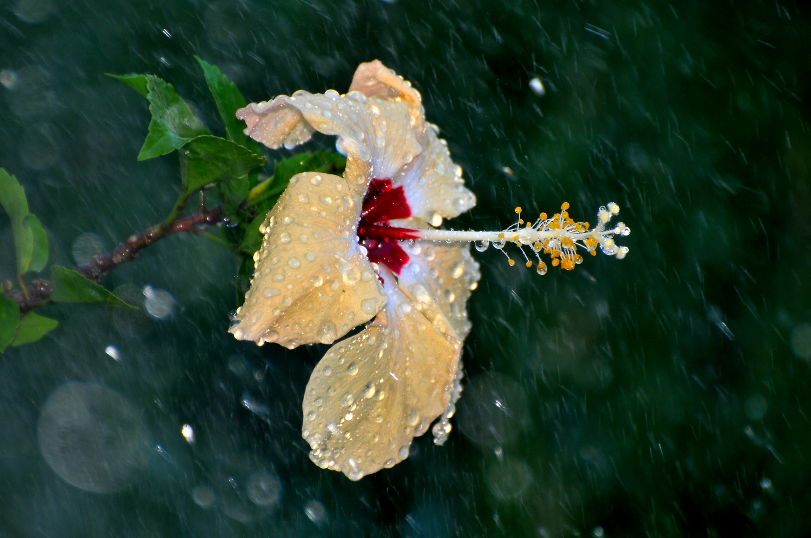 ibiscus sous la pluie