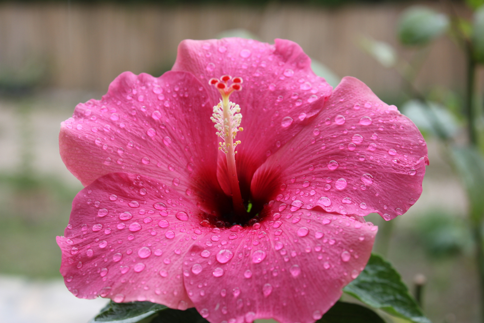 Ibiscus sous la pluie