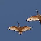 ibise beim überflug...