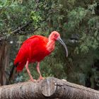 ibis_rouge