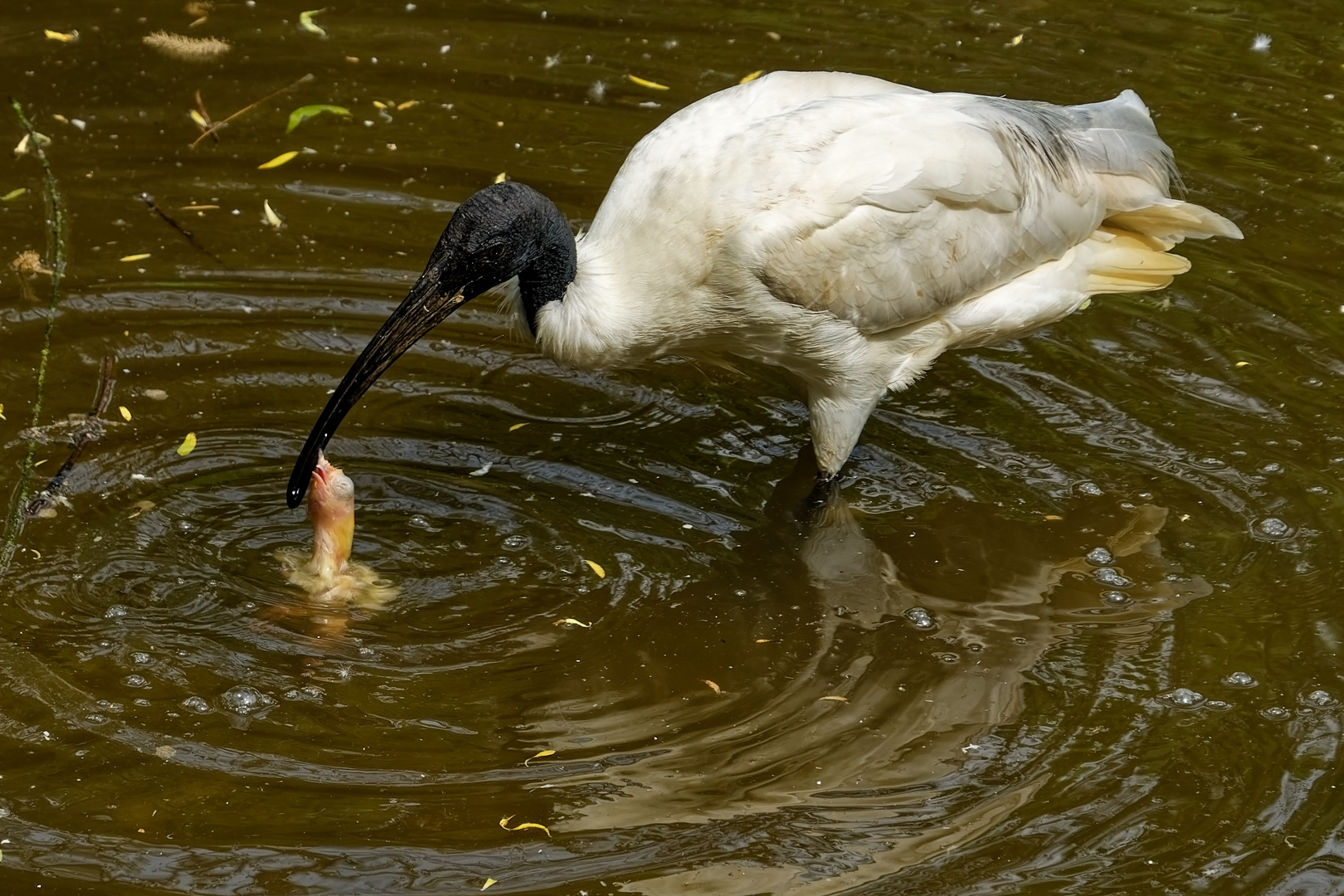 Ibiss Foto & Bild natur, vogel, zoo Bilder auf