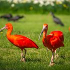 Ibisse im Weltvogelpark