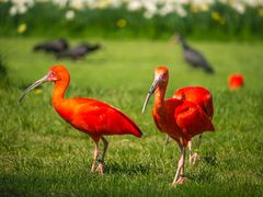 Ibisse im Weltvogelpark