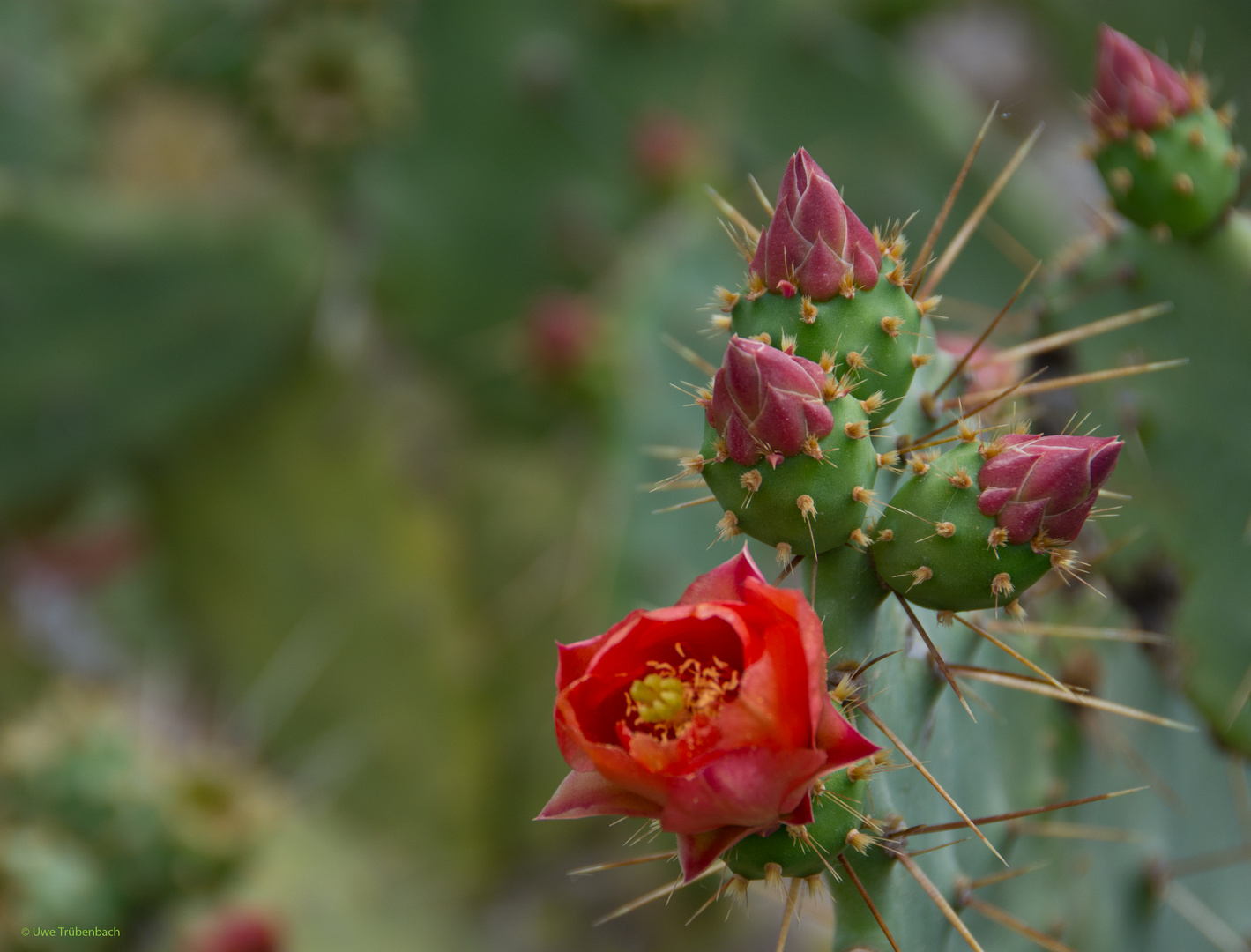 Ibiza Flora (2): blühende Opuntia ficus-indica