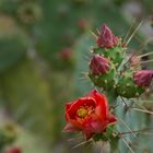 Ibiza Flora (2): blühende Opuntia ficus-indica