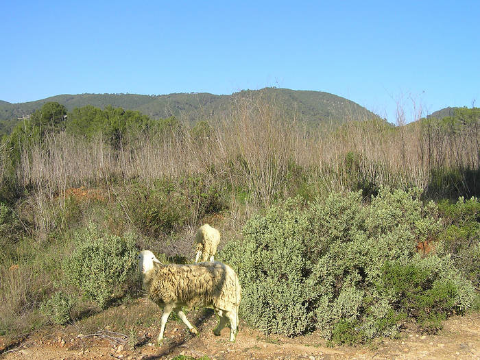 Ibiza hat auch viel Natur