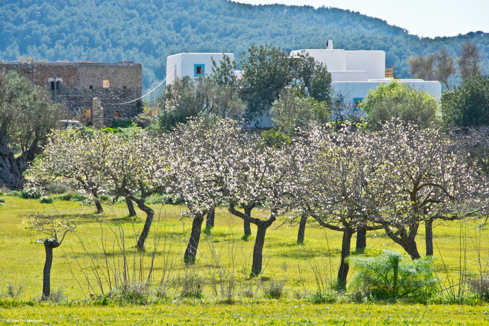 Ibiza / im Tal von Santa Agnès de Corona