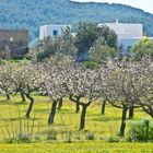 Ibiza / im Tal von Santa Agnès de Corona