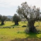 Ibiza / im Tal von Santa Agnès de Corona