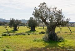 Ibiza / im Tal von Santa Agnès de Corona