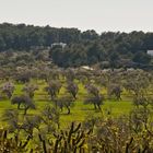 Ibiza / im Tal von Santa Agnès de Corona