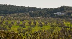 Ibiza / im Tal von Santa Agnès de Corona