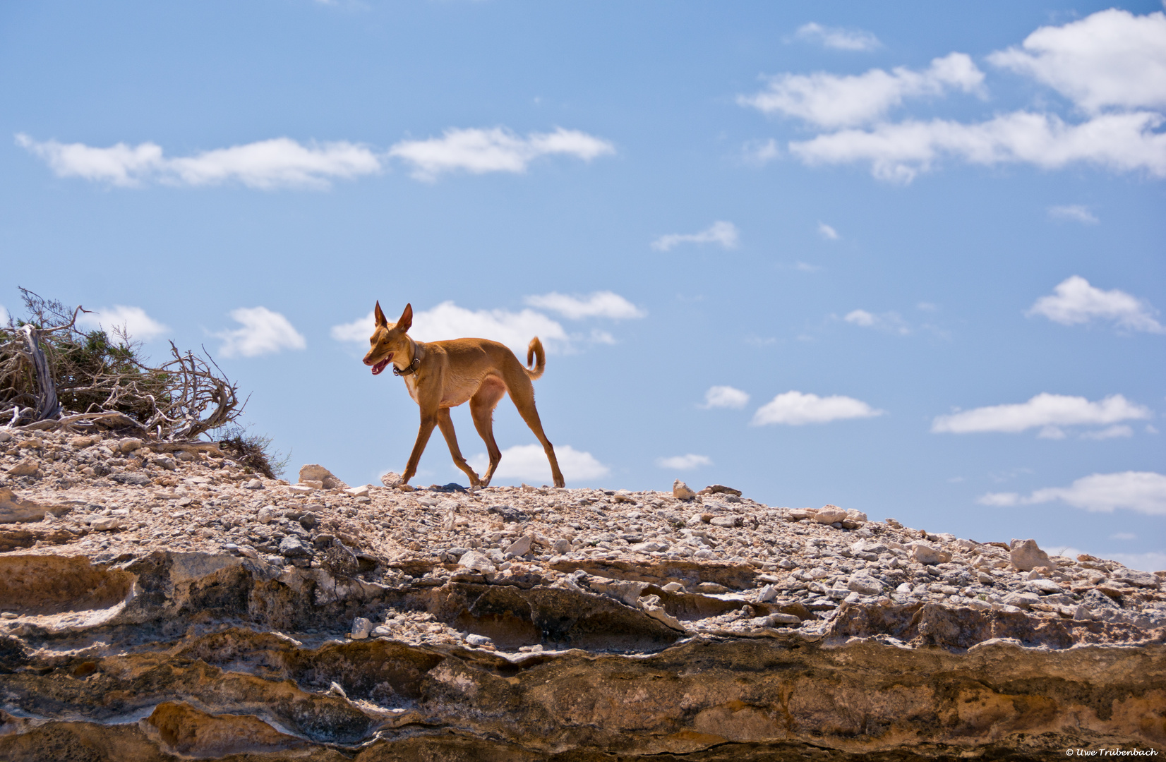 Ibiza Podenco