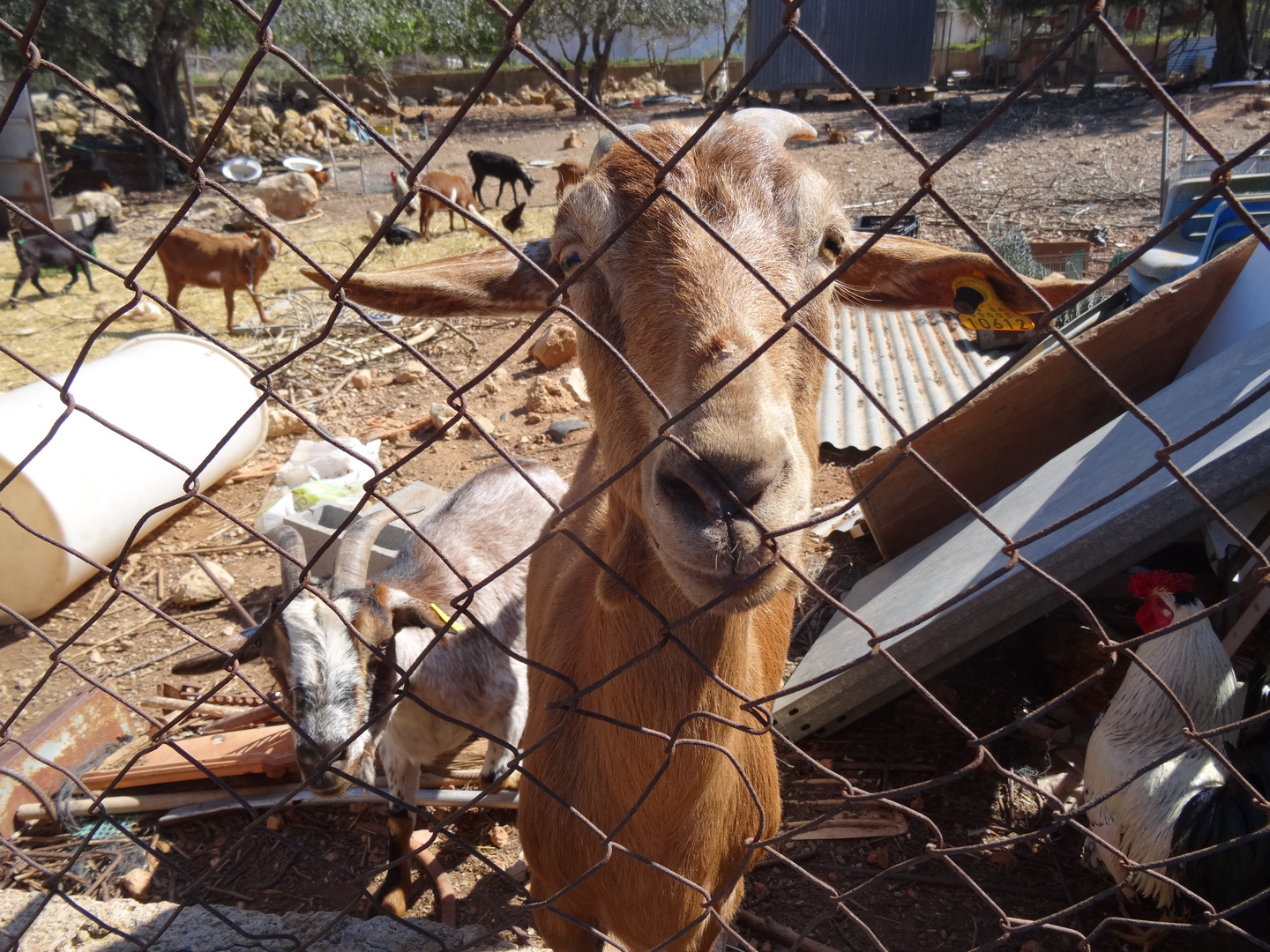 Ibiza Sheep