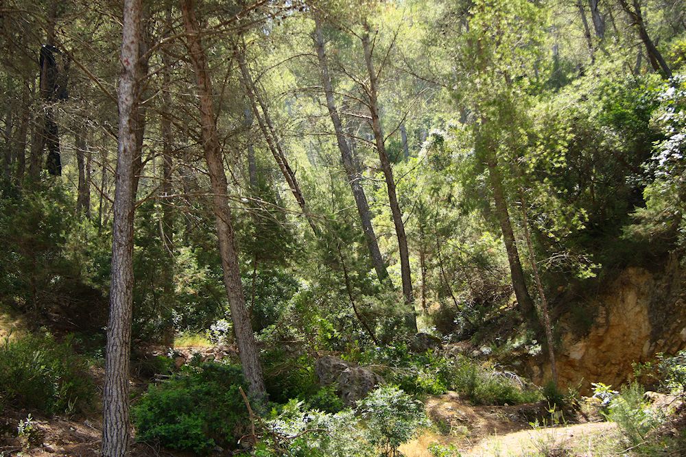 Ibizenkischer Wald