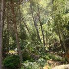 Ibizenkischer Wald