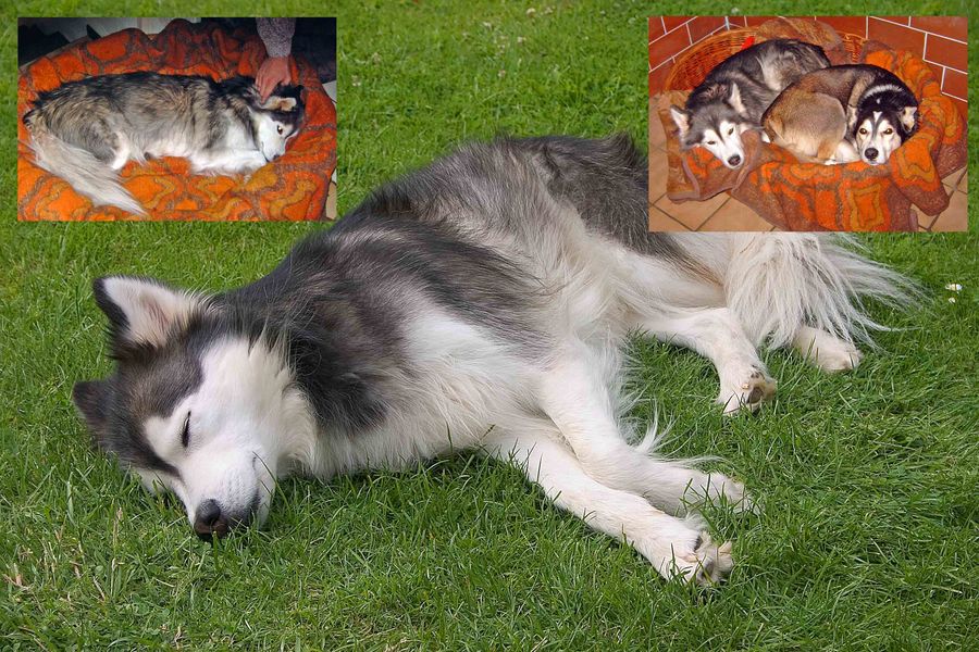 Ica Ist Nun Im Hundehimmel Foto Bild Tiere Haustiere Hunde Bilder Auf Fotocommunity