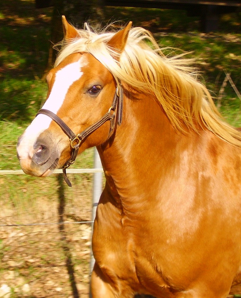 Icare au galop.