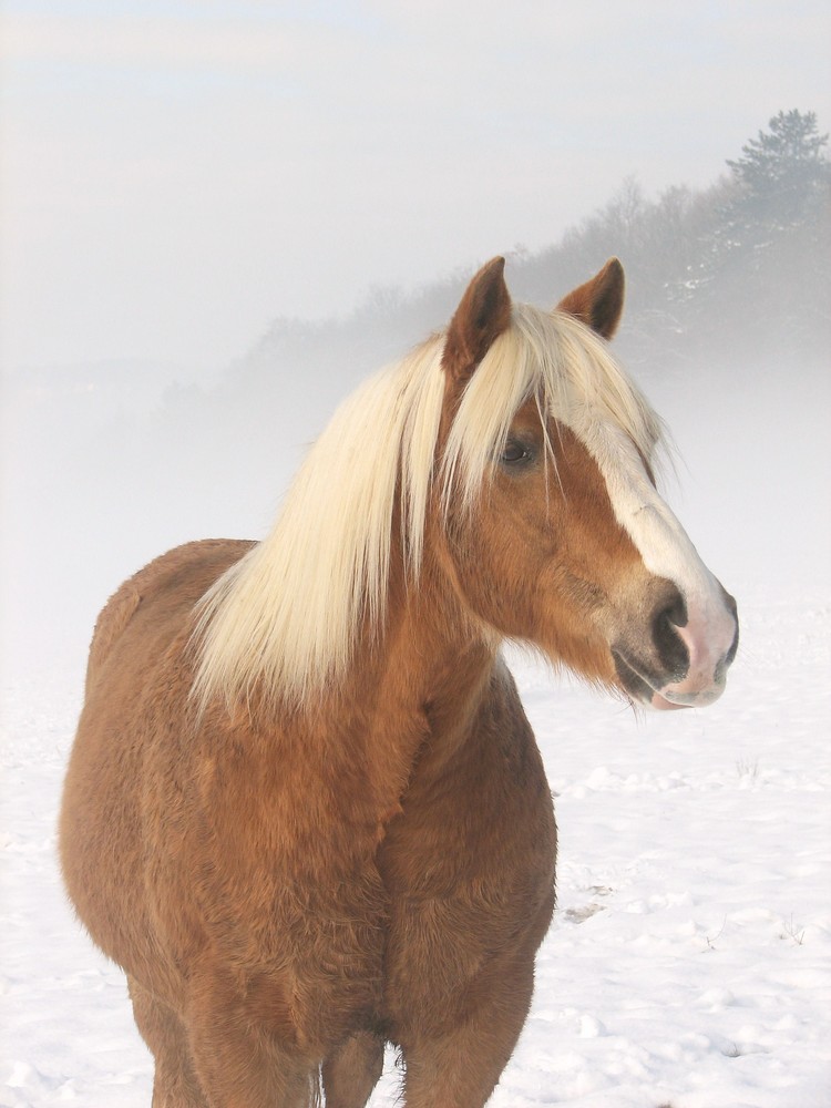 Icare dans la brume