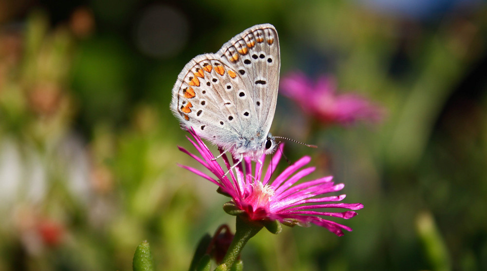 Icaro azzurro