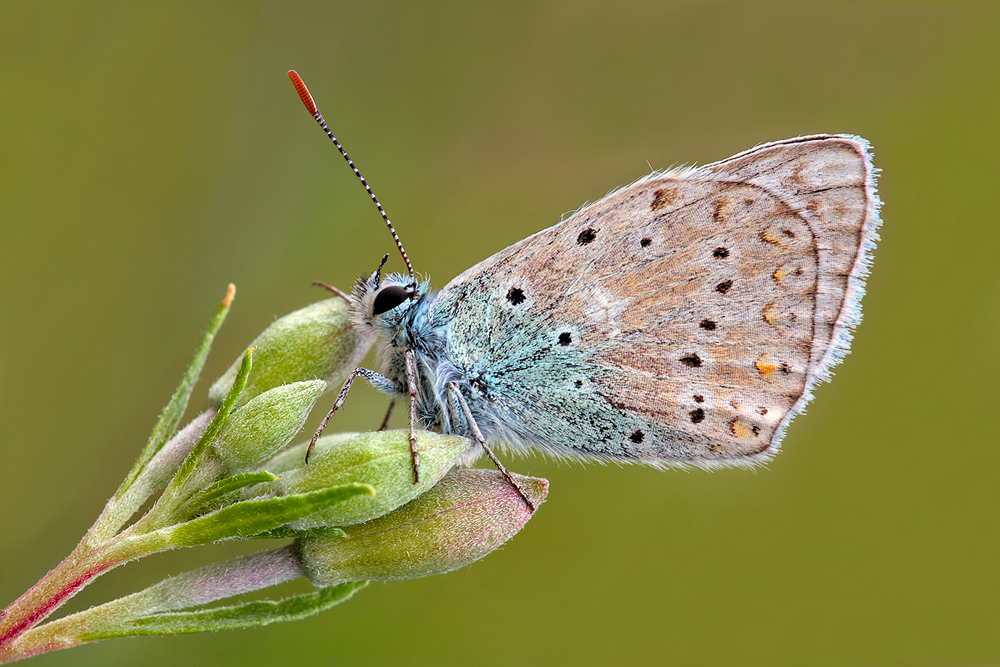 Icarus