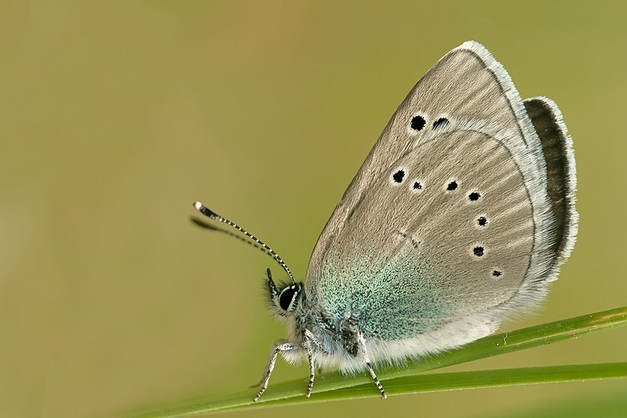 Icarus