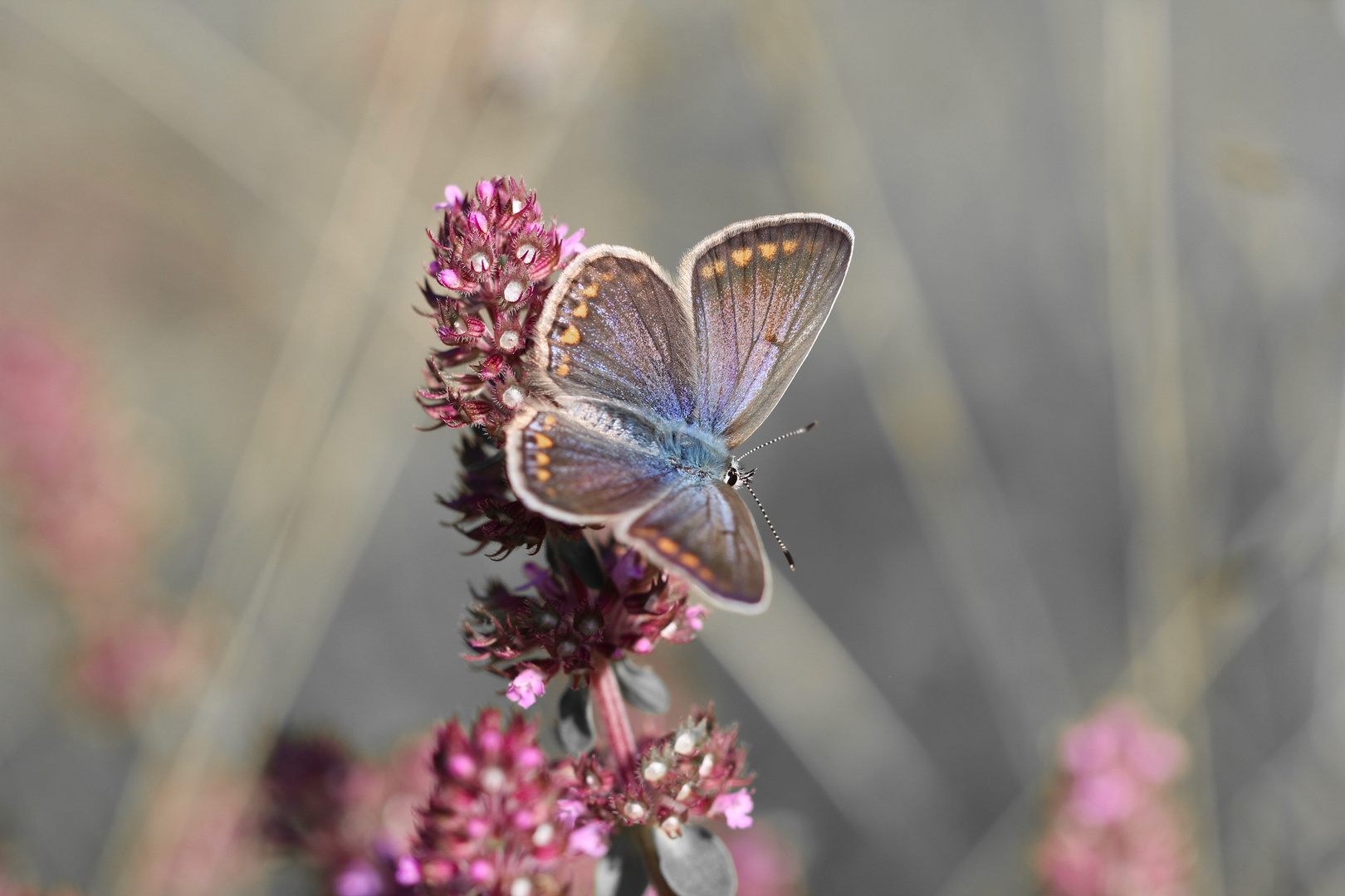 Icarus an Dostblüte