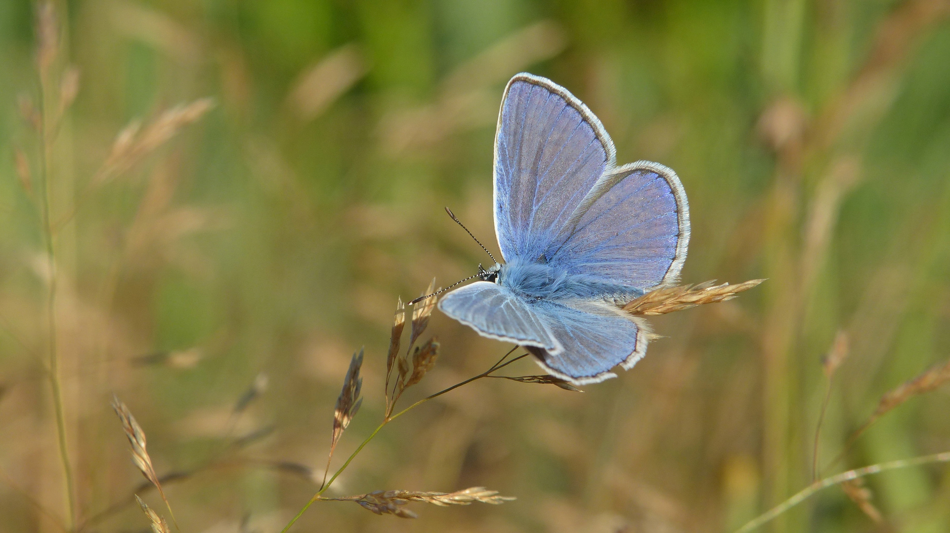 icarus blauwtje 