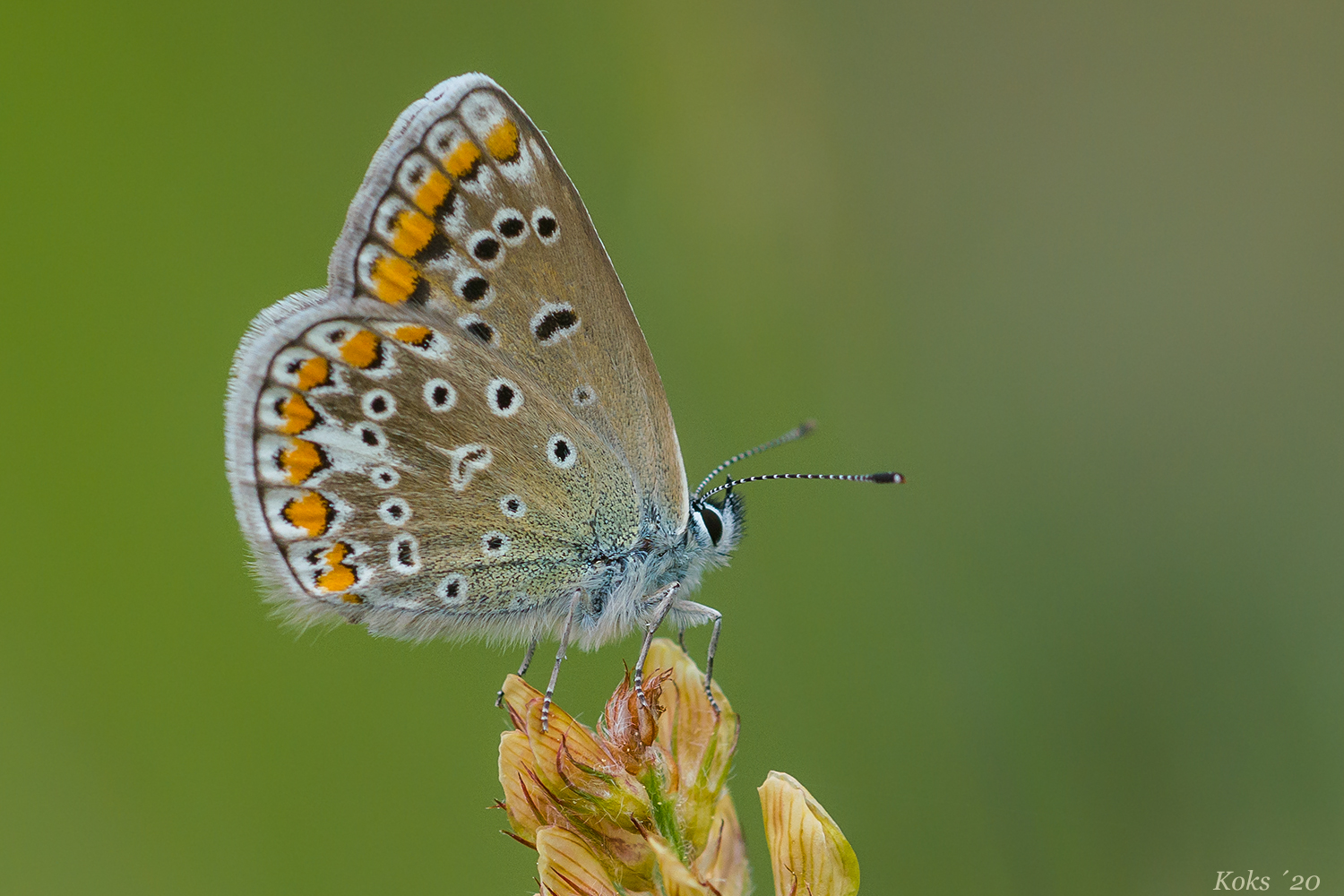 Icarus Mädchen