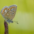 Icarus Mädchen mit Herz