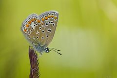 Icarus Mädchen mit Herz