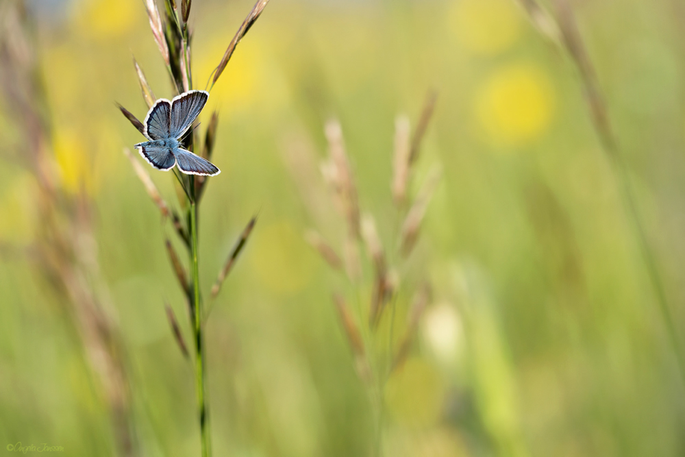 Icarus morgens in der Wiese