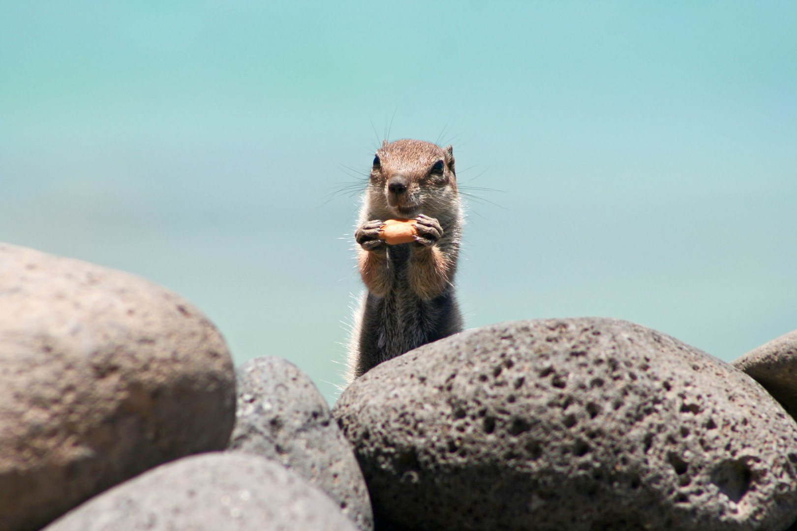 Ice Age 4 - Fuerteventura 2010