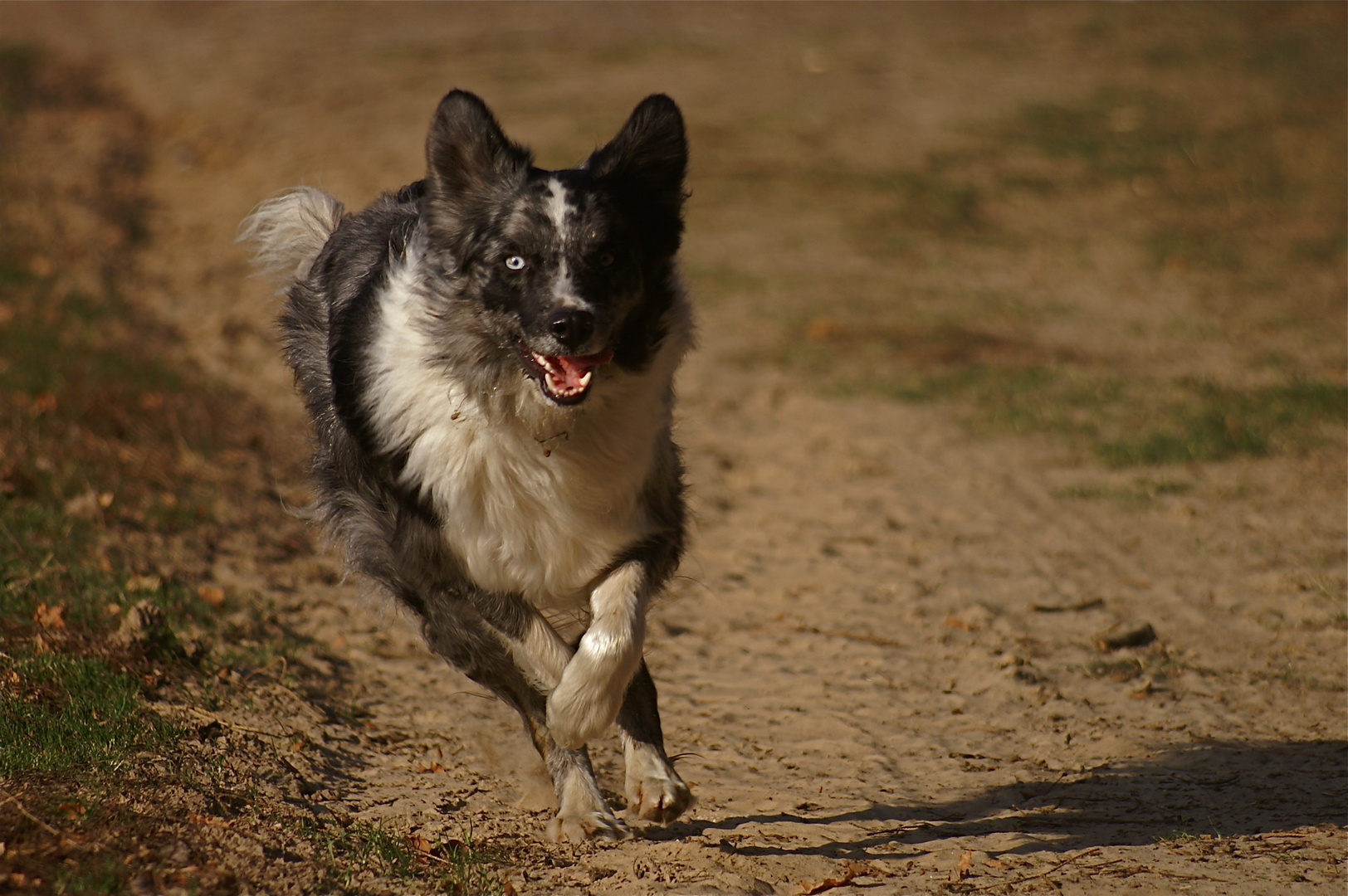 Ice Age Runner