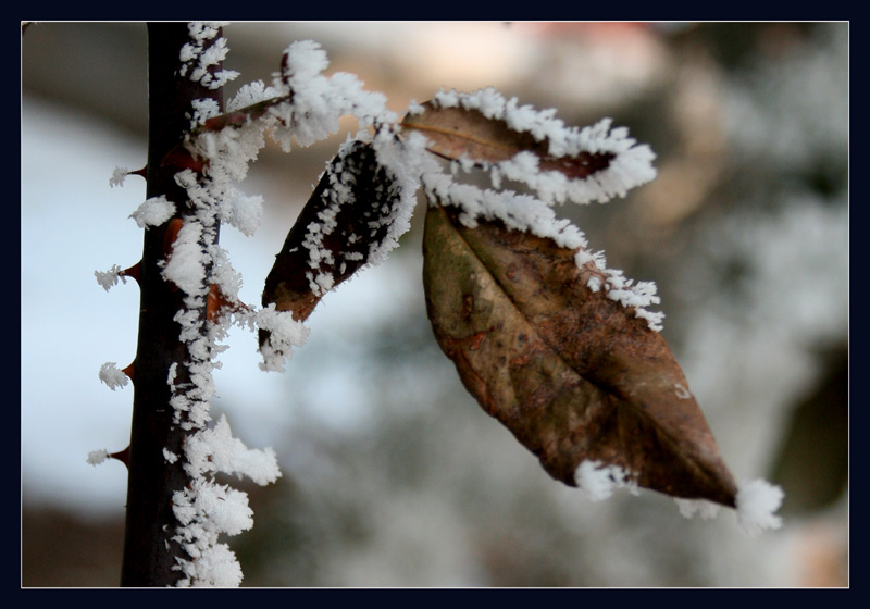 ice and bush