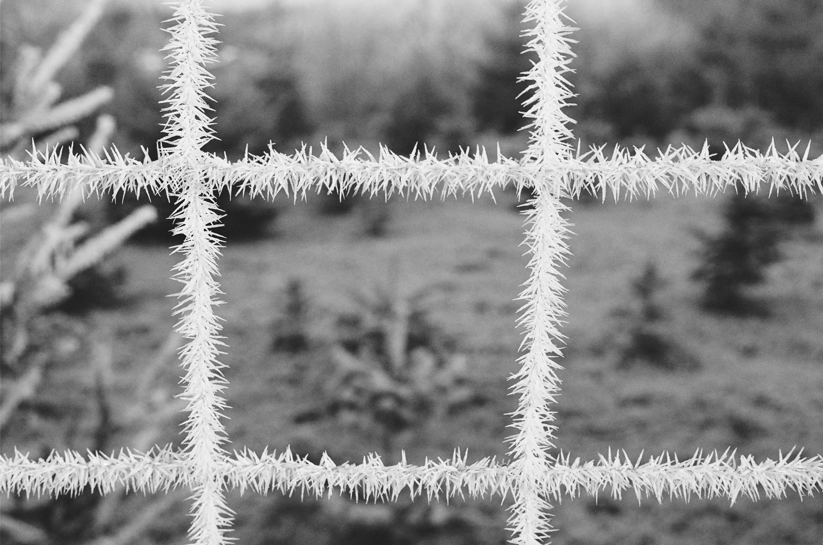 Ice Barbed Wire