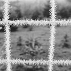 Ice Barbed Wire