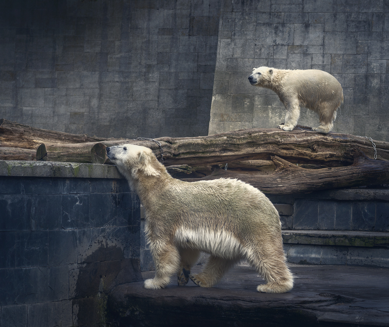 Ice bear family