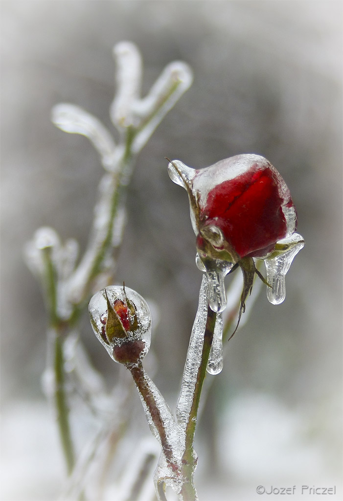 Ice beauty